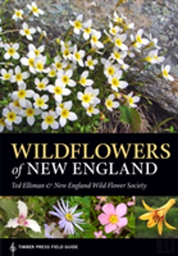 Bertrand.pt - Wildflowers Of New England