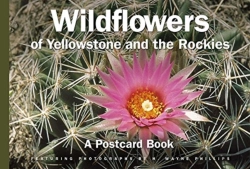 Bertrand.pt - Wildflowers Of Yellowstone And The Rockies