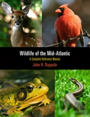 Wildlife Of The Mid-Atlantic