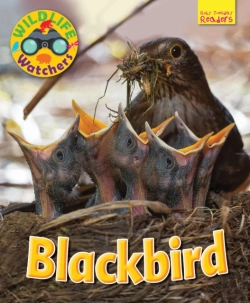 Bertrand.pt - Wildlife Watchers: Blackbird