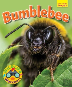 Bertrand.pt - Wildlife Watchers: Bumblebee