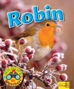 Bertrand.pt - Wildlife Watchers: Robin