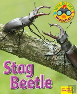 Bertrand.pt - Wildlife Watchers: Stag Beetle