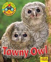 Wildlife Watchers: Tawny Owl