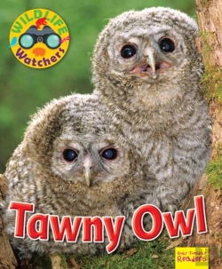 Bertrand.pt - Wildlife Watchers: Tawny Owl