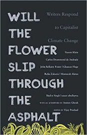 Will The Flower Slip Through The Asphalt?