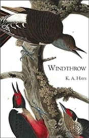 Windthrow
