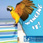 Winging It!