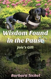 Wisdom Found In The Pause