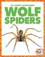 Wolf Spiders