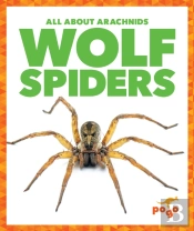 Wolf Spiders