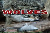 Wolves