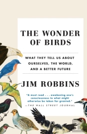 Wonder Of Birds