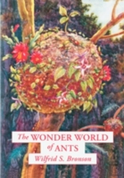 Bertrand.pt - Wonder World Of Ants