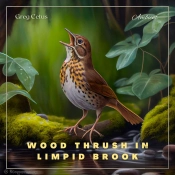 Wood Thrush In Limpid Brook