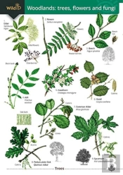 Woodlands: Trees, Flowers And Fungi