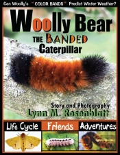 Woolly Bear The Banded Caterpillar