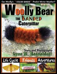 Woolly Bear The Banded Caterpillar