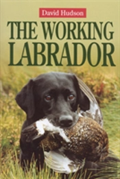 Working Labrador