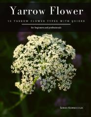 Yarrow Flower