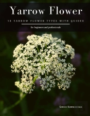 Yarrow Flower
