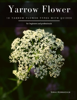 Bertrand.pt - Yarrow Flower
