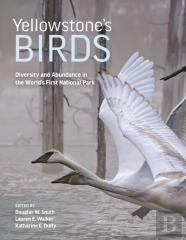 Yellowstoneâ€™S Birds