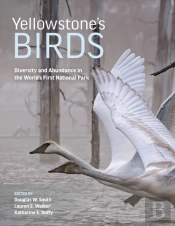 Yellowstoneâ€™S Birds