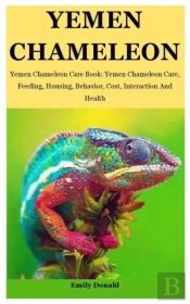 Yemen Chameleon