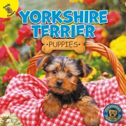Bertrand.pt - Yorkshire Terrier Puppies