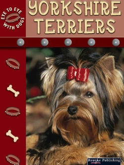 Bertrand.pt - Yorkshire Terriers