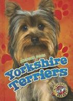 Yorkshire Terriers
