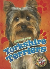 Yorkshire Terriers