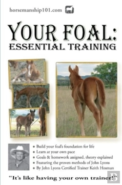 Bertrand.pt - Your Foal