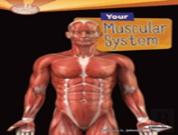 Your Muscular System