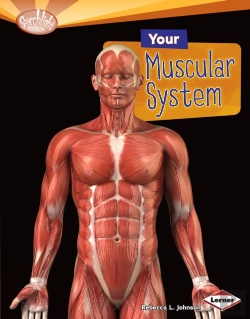 Bertrand.pt - Your Muscular System