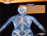 Your Skeletal System