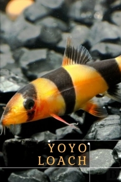 Bertrand.pt - Yoyo Loach