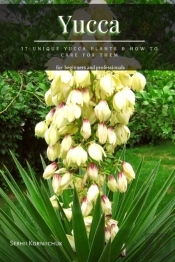 Yucca