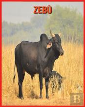 Zebu