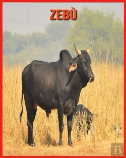 Bertrand.pt - Zebu