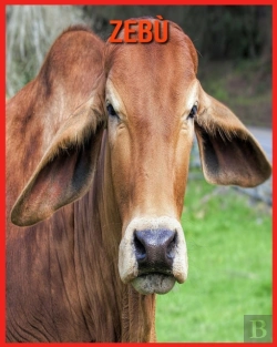Bertrand.pt - Zebu