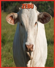 Zebu