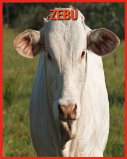 Bertrand.pt - Zebu