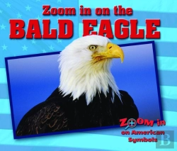 Bertrand.pt - Zoom In On The Bald Eagle