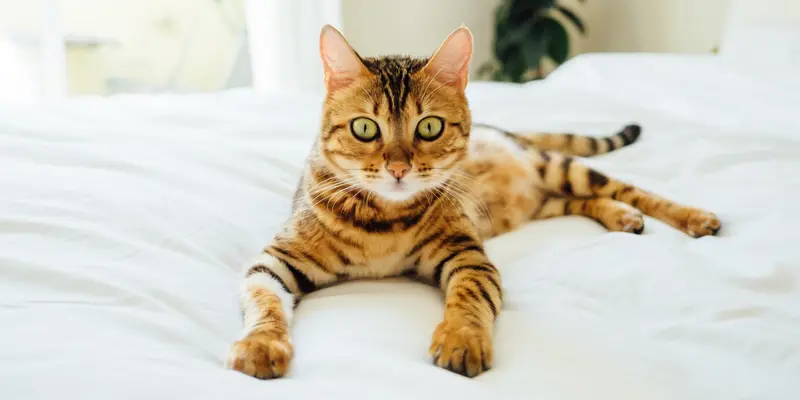 blogue-somos-livros-gatos-escritores