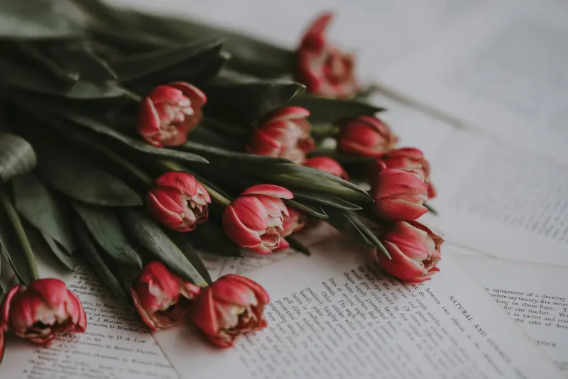 blogue-somos-livros-annie-spratt-732oJ3ju3AU-unsplash-banner.jpg