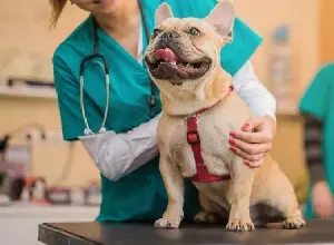 veterinario_tile.jpg