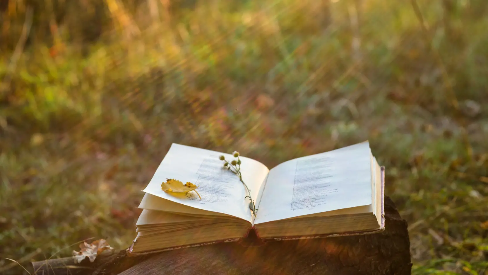 Três poemas para receber o outono