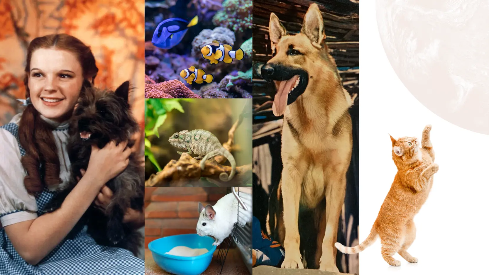 Milhões de animais e ainda mais milhões de emoções